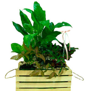 Green Plant Arrangement
