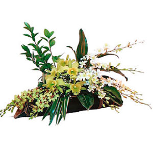 Arrangement of Orchids