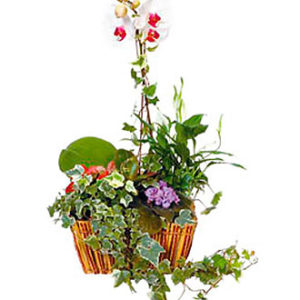 Argmt of Plants in