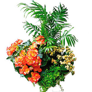 Arrangement of Plants