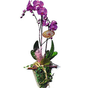 Phalenopsis Plant