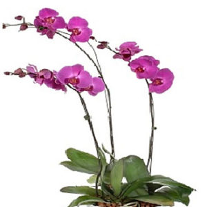 Flowering Plants