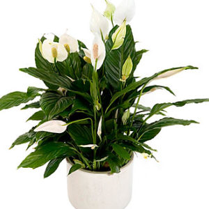 Spathiphyllum, Inclusive