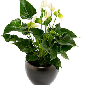 Flamingo flower plant, in