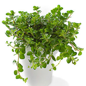 Peperomia, inclusive pot