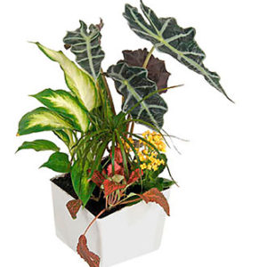 Arrangement of Plants