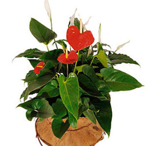 Arrangement of Plants