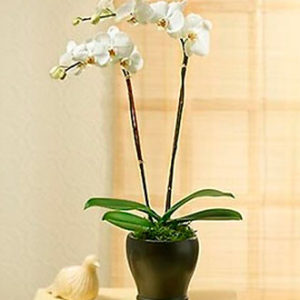 2 stems Phaleonopsis Orch