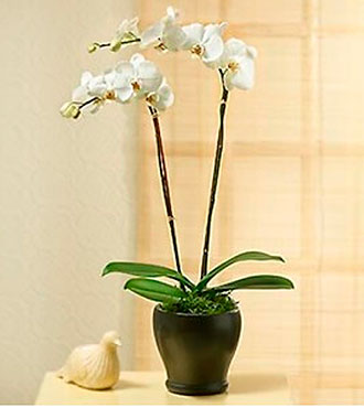 2 stems Phaleonopsis Orch