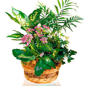 Arrangement of Plants