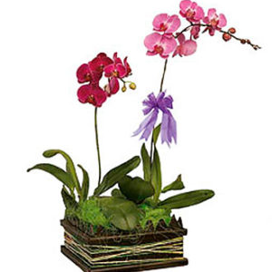 Phalaehopsis Orchid arr.