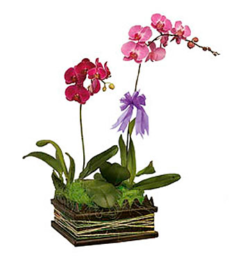 Phalaehopsis Orchid arr.