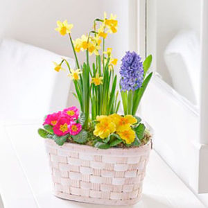 Vibrant Planted Basket