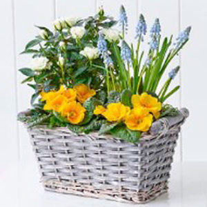 Sunny Skies Planted Baske