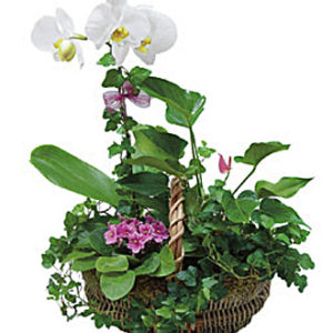 Arrangement of Plants