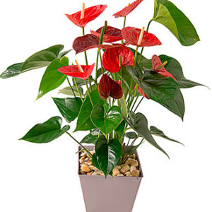 Anthurium
