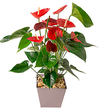 Anthurium