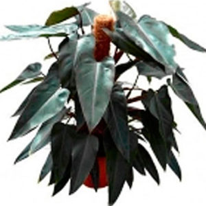 Philodendron Plant