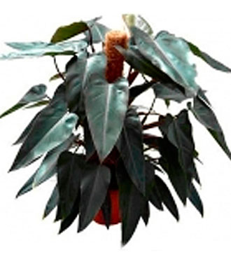 Philodendron Plant