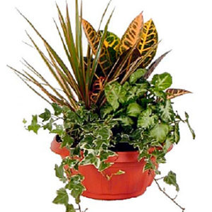 Green Dishgarden Plant Ar