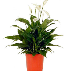 Spathiphyllum