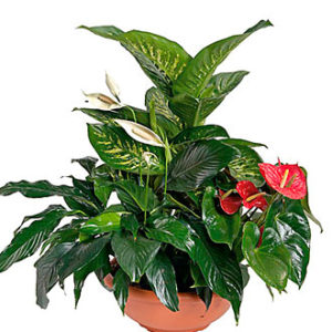 Arrangement of Plants