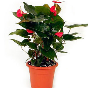 Anthurium plant