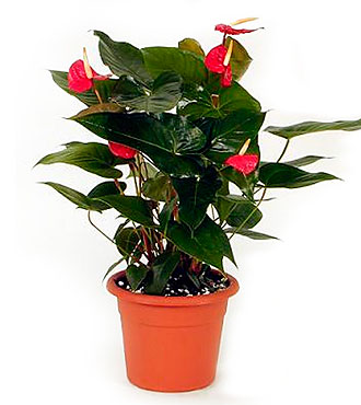 Anthurium plant