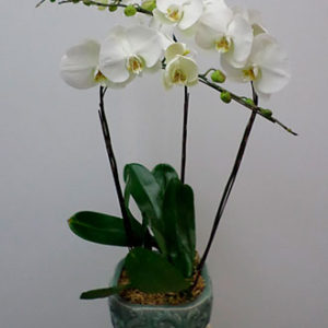 3 Stems Orchid Plant