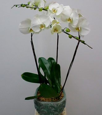 3 Stems Orchid Plant