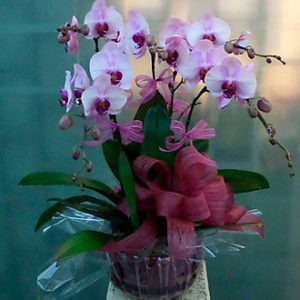 5 Stems Orchid Plant