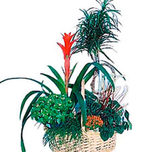 Arrangement of Plants