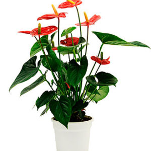 Anthurium Plant