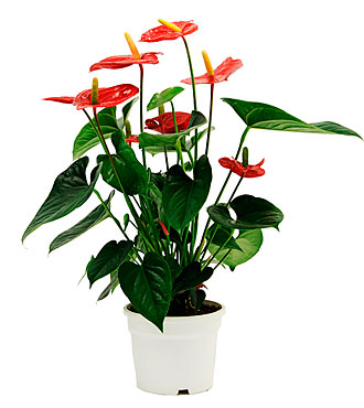 Anthurium Plant