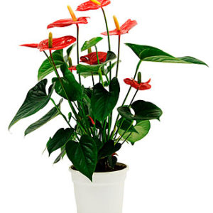 Anthurium Plant