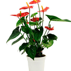 Anthurium Plant