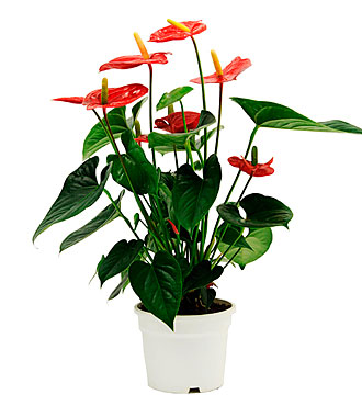 Anthurium Plant