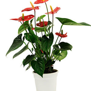 Anthurium Plant