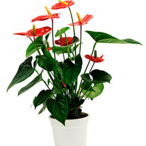 Anthurium Plant