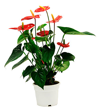 Anthurium Plant