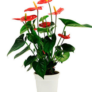 Anthurium Plant
