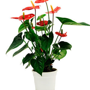 Anthurium Plant