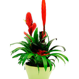 Arrngmnt of Bromelia