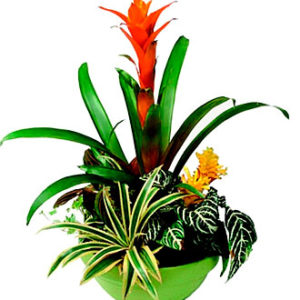 Arrangement of Plants