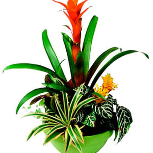 Arrangement of Plants