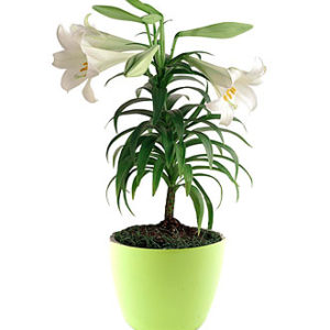 Indoor Plant - w/blossom