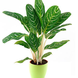 Green Plant in flowerpot