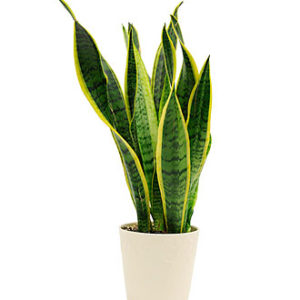 Sansevieria