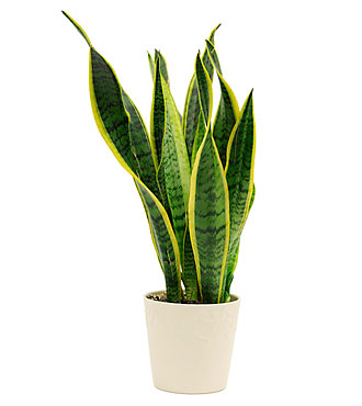 Sansevieria