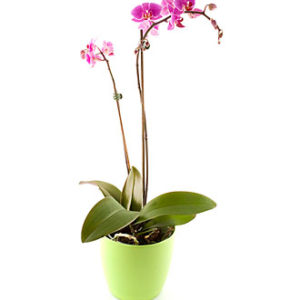 Orchid